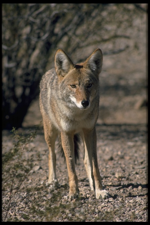 Mammals of Red Rock Canyon