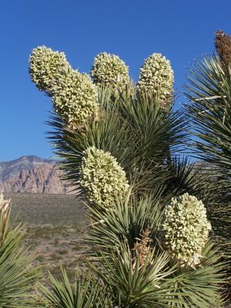 Plants of Red Rock Canyon
